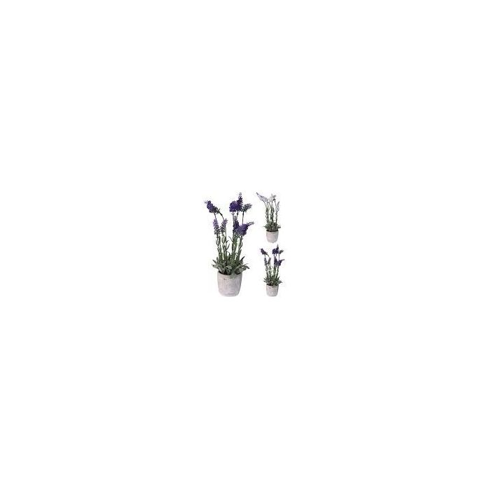 Plant Lavendel in Cement Pot main product photo