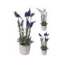 Plant Lavendel in Cement Pot