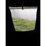 Karsten Carp 240 compleet
