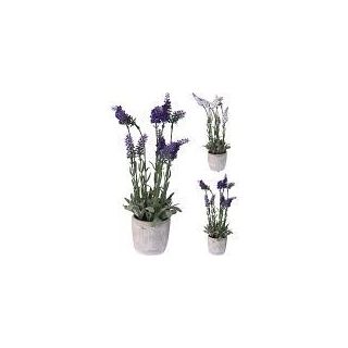 Plant Lavendel in Cement Pot